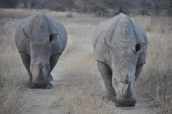 The Big 5: Rhino