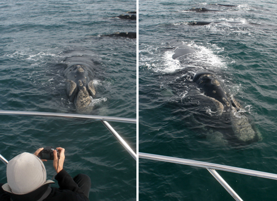 Marine 5 – Southern Right Whale