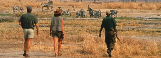 How to choose an African Safari?